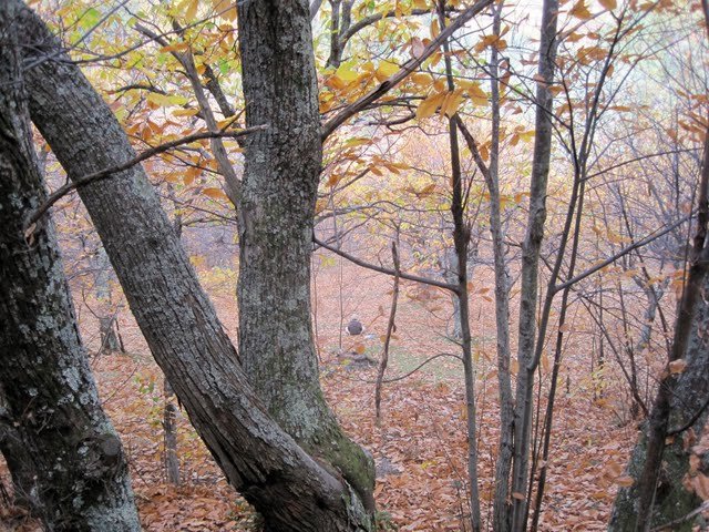 American artist Dwight Cassin sketches Fall leaves - La Muse