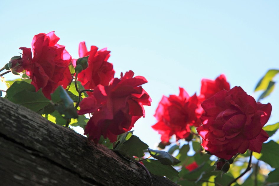 Roses at La Muse retreat