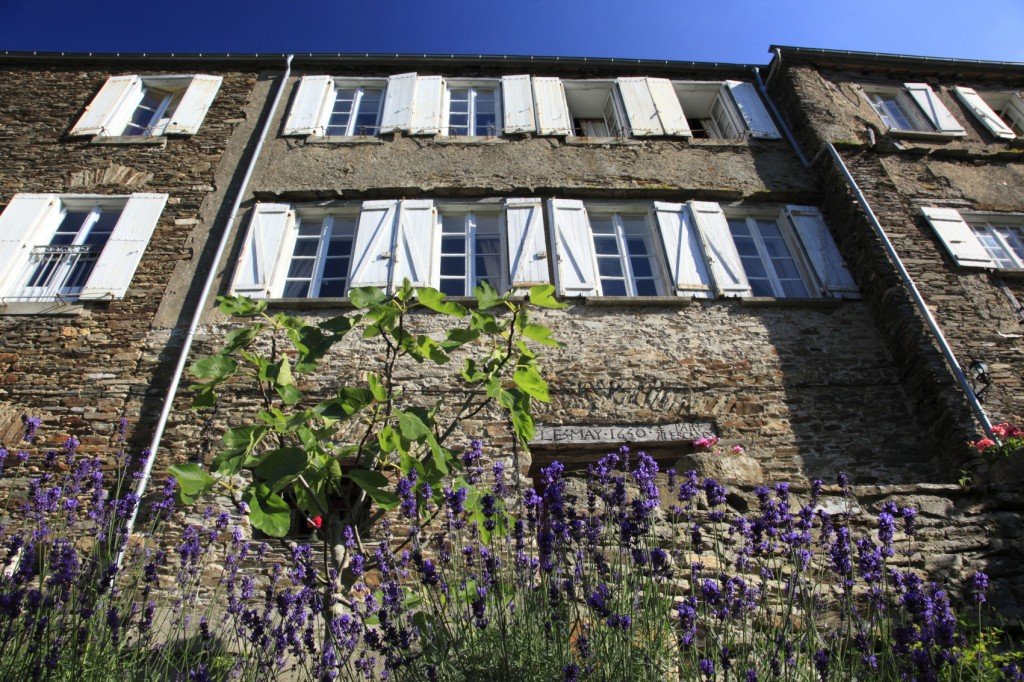 Lavender and fig tree in the Garden - La Muse