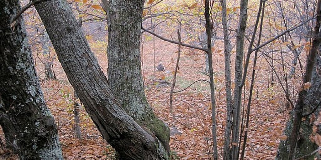 American artist and designer Dwight Cassin sketching in the woods near La Muse artists and writers retreat